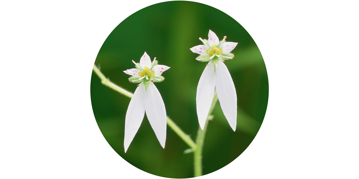 saxifraga stolonifera